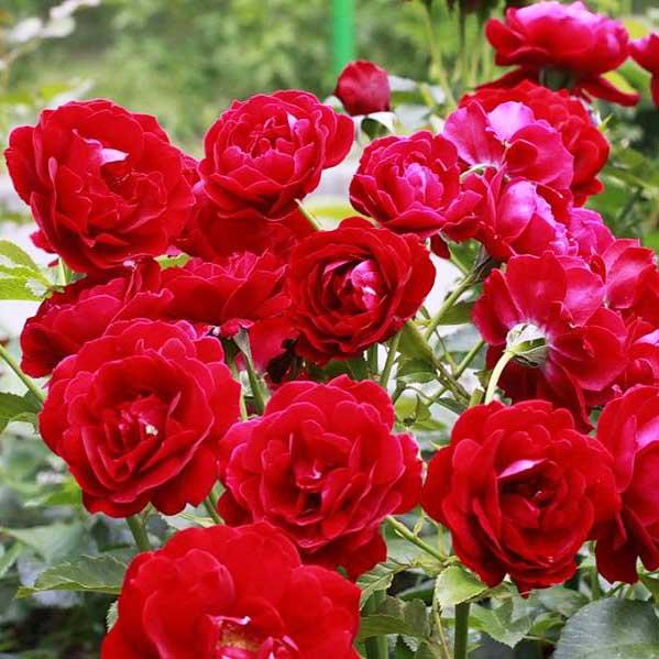 Роза Ред Эмпаер: особенности и характеристика сорта, правила посадки, выращивания и ухода, отзывы